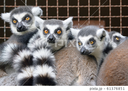 ワオキツネザルの群れ 61376851