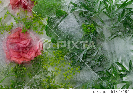 Background of orange   balsamine flower  and green 61377104