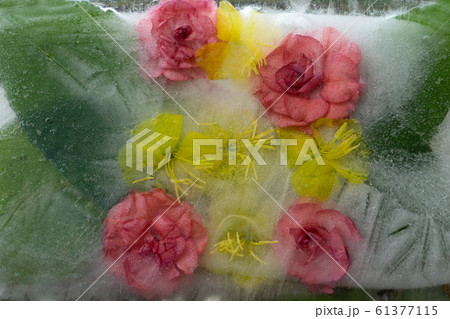 Background of orange balsamine and yellow Background of orange balsamine and yellow 61377115