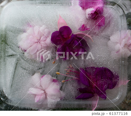 Background of pink  balsamine and purple fuchsia  61377116
