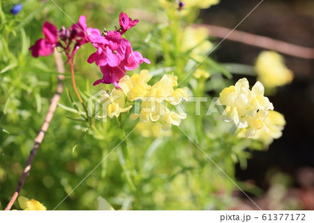 ヒメキンギョソウの花 61377172