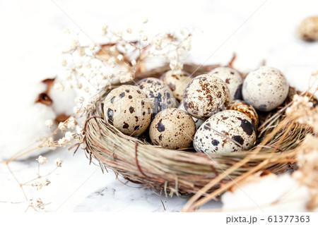 Easter decoration with egg in nest and cotton on 61377363