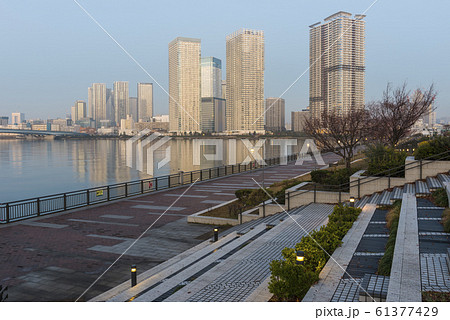 早朝の晴海タワーマンション群 61377429