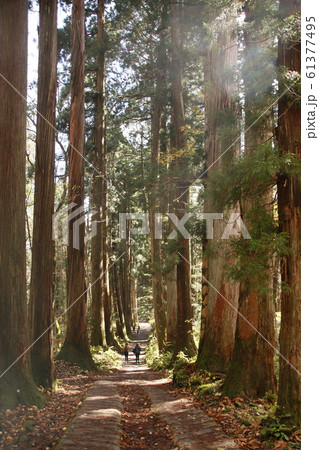 戸隠 奥社 杉並木 戸隠 奥社 杉並木 61377495