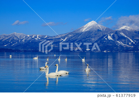 白鳥と磐梯山 61377919