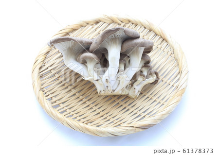 霜降りひらたけ 61378373