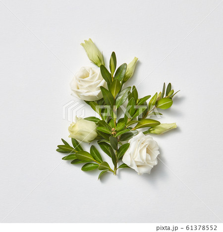 Greeting card beautiful white roses with evergreen twigs. Greeting card beautiful white roses with evergreen twigs. 61378552