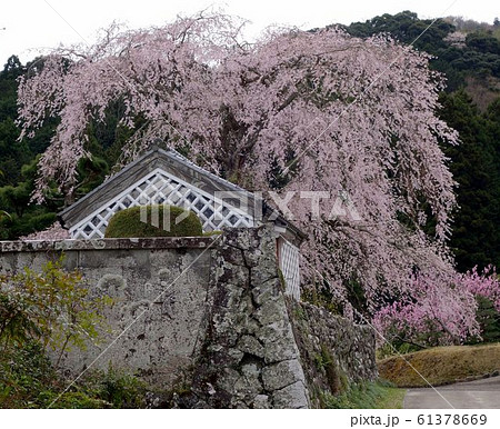 枝垂れ桜　深根城址　 怨念の桜　なまこ壁 61378669