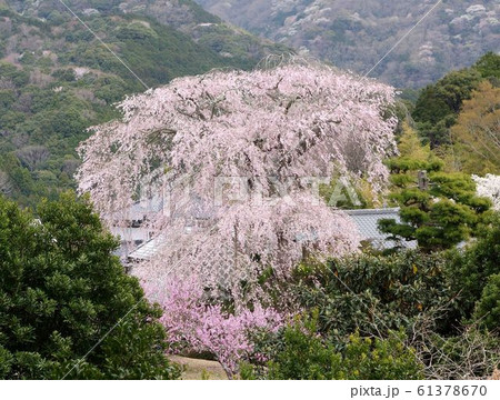 枝垂れ桜　深根城址　 怨念の桜　なまこ壁 61378670