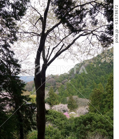枝垂れ桜　深根城址　 怨念の桜　なまこ壁 61378672