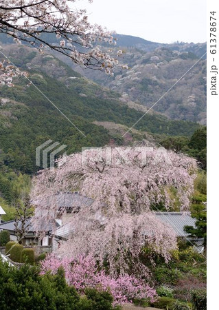 枝垂れ桜 深根城址 怨念の桜 なまこ壁 枝垂れ桜 深根城址 怨念の桜 なまこ壁 61378674