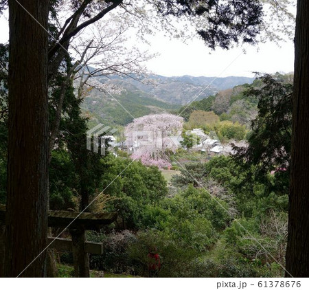 枝垂れ桜　深根城址　 怨念の桜　なまこ壁 61378676
