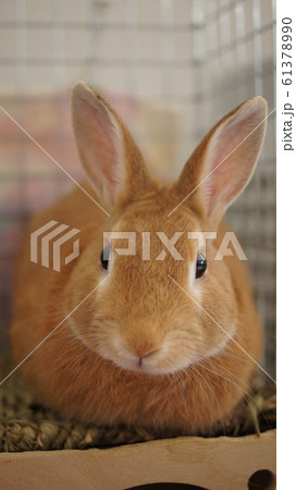 うさぎ 61378990