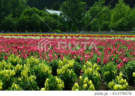 ファーム富田の花人の畑(北海道中富良野町) 61379078