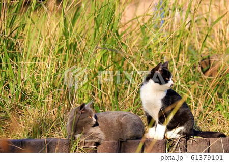 仲良し同士 61379101