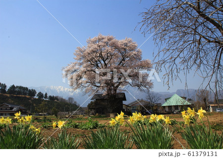 武川の桜 武川の桜 61379131