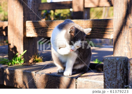 お手入れ お手入れ 61379223