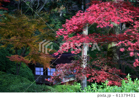 大興善寺の紅葉 大興善寺の紅葉 61379431