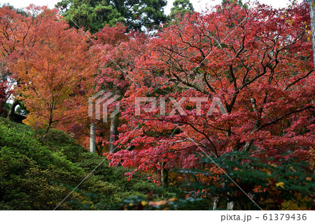 大興善寺の紅葉 大興善寺の紅葉 61379436