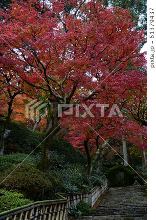 大興善寺の紅葉 大興善寺の紅葉 61379437