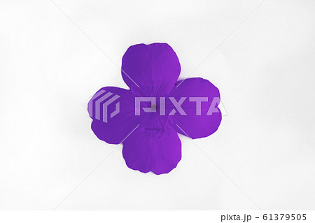 pink lilac single flower with four petals isolated on white background 61379505
