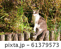 草陰の猫ちゃん 61379573