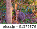 草陰の猫ちゃん 61379576