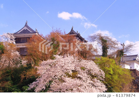 福知山城(京都府 福知山市)に咲く桜の花 福知山城(京都府 福知山市)に咲く桜の花 61379874
