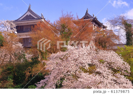 福知山城（京都府　福知山市）に咲く桜の花 61379875