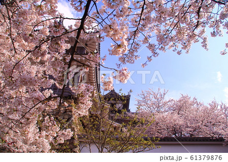福知山城(京都府 福知山市)に咲く桜の花 福知山城(京都府 福知山市)に咲く桜の花 61379876