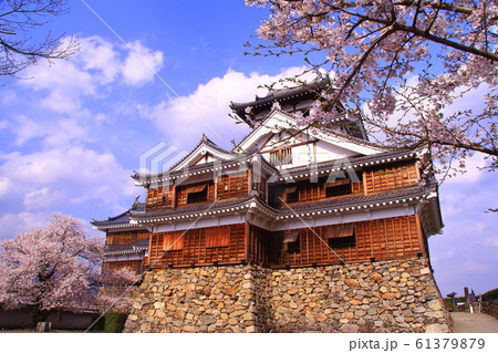 福知山城(京都府 福知山市)に咲く桜の花 福知山城(京都府 福知山市)に咲く桜の花 61379879