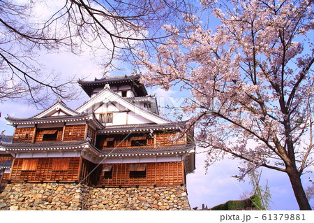 福知山城(京都府 福知山市)に咲く桜の花 福知山城(京都府 福知山市)に咲く桜の花 61379881