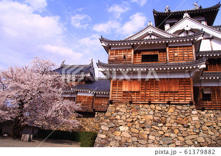 福知山城（京都府　福知山市）に咲く桜の花 61379882