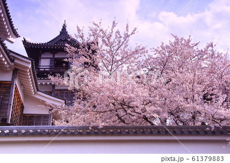 福知山城(京都府 福知山市)に咲く桜の花 福知山城(京都府 福知山市)に咲く桜の花 61379883