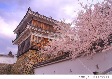 福知山城(京都府 福知山市)に咲く桜の花 福知山城(京都府 福知山市)に咲く桜の花 61379914