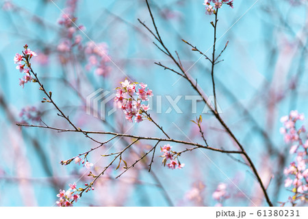 Spring nature,Bloom pink flowers and bright skies 61380231