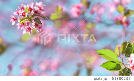 Spring nature,Bloom pink flowers and bright skies 61380232