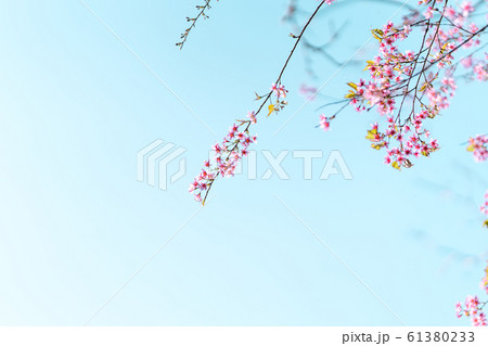 Spring nature,Bloom pink flowers and bright skies 61380233