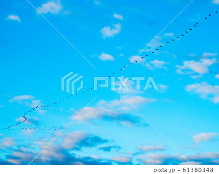 渡り鳥　青空　早朝 61380348