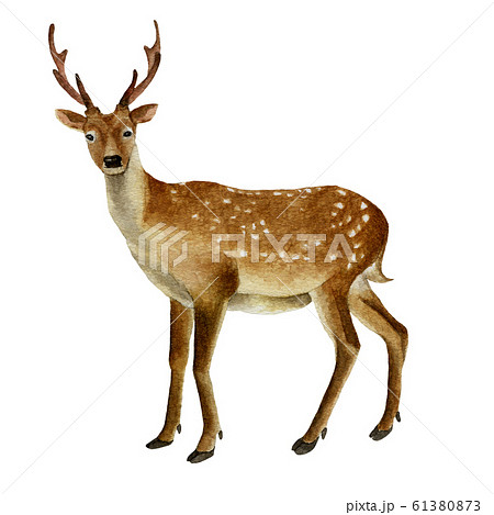 Deer Watercolor Illustration Stock Illustration