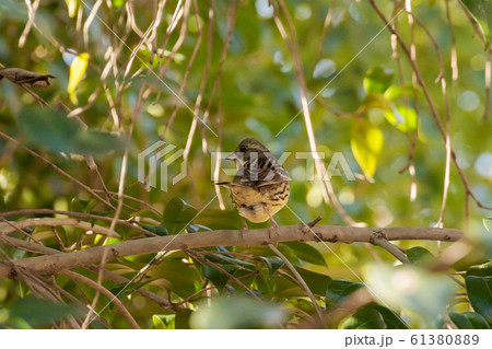 ノハラツグミ　冬 61380889