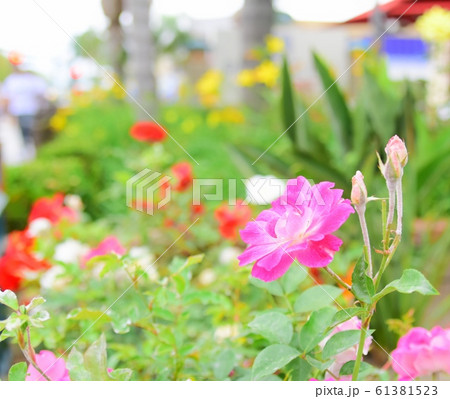 カリフォルニアの道端の花 カリフォルニアの道端の花 61381523