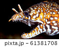 トラウツボ 61381708
