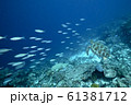 アオウミガメとクマザサハナムロの群れ 61381712