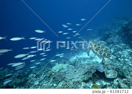 アオウミガメとクマザサハナムロの群れ 61381712