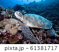 海底でくつろぐアオウミガメ 61381717