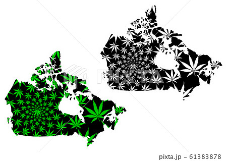 Canada - map is designed cannabis leaf 61383878
