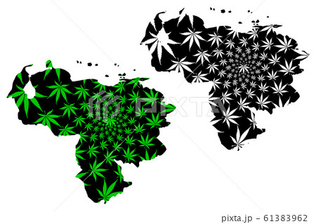 Venezuela - map is designed cannabis leaf 61383962