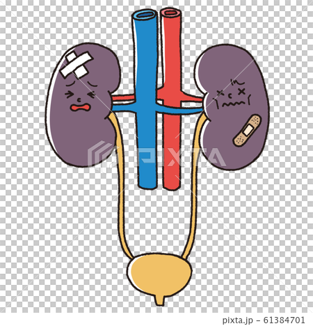 不健康的腎臟 61384701