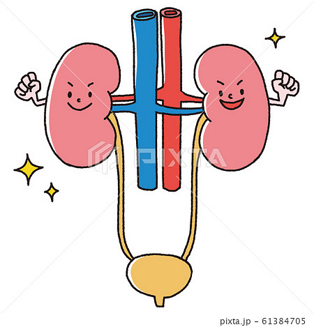 健康な腎臓のイラスト素材
